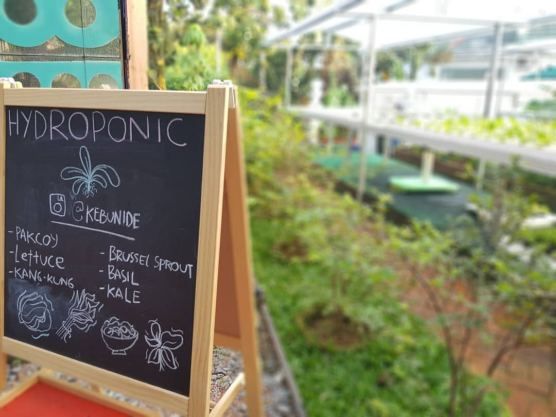 Kebun hidroponik yang dipanen untuk bahan dasar gelato.